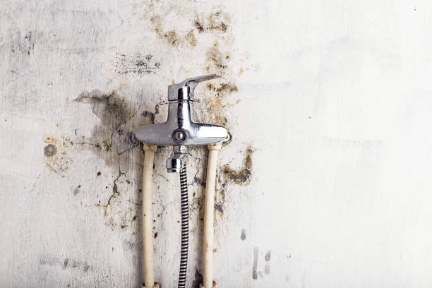 Best DIY Mold Remediation Support Services in Long Beach, WA