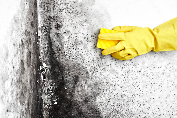 Best DIY Mold Remediation Support Services in Long Beach, WA