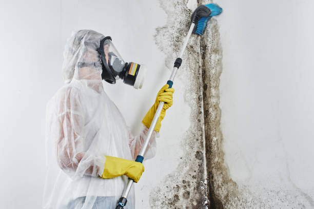 Best Basement Mold Remediation in Long Beach, WA