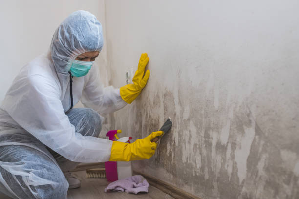 Best Mold Testing and Inspection Services in Long Beach, WA