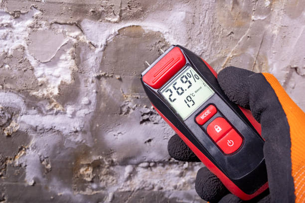 Best Black Mold Remediation in Long Beach, WA