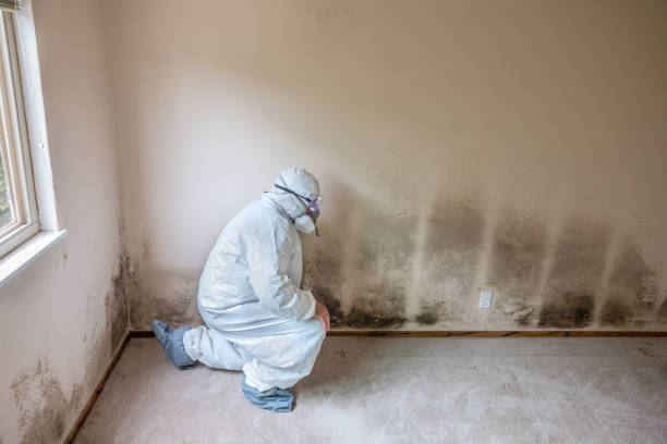 Best Attic Mold Remediation in Long Beach, WA