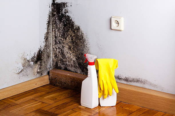 Best Localized Mold Remediation (e.g., coastal areas, humid climates) in Long Beach, WA