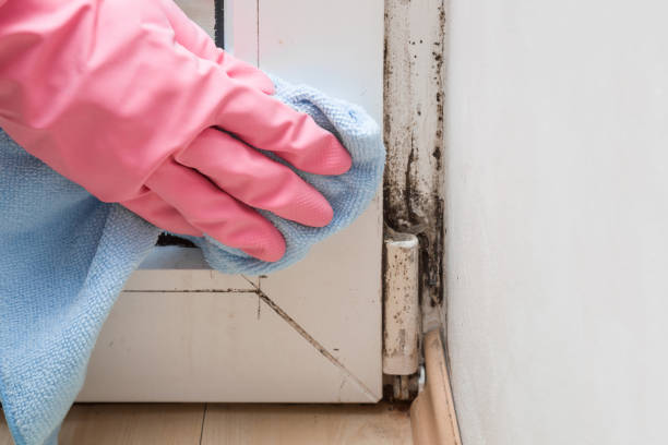 Best Kitchen Mold Remediation in Long Beach, WA