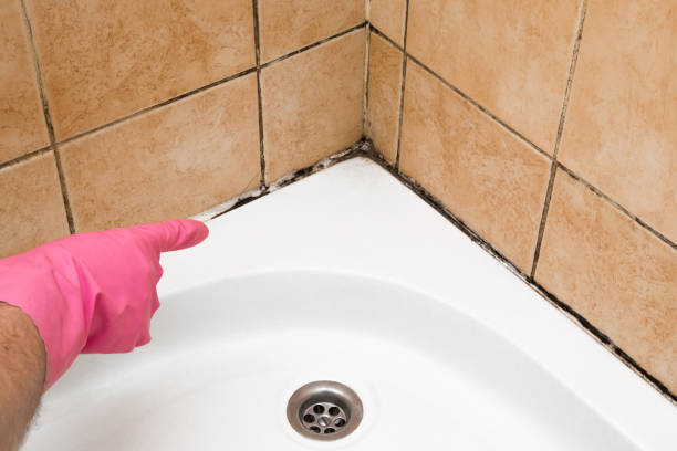 Best Commercial Mold Remediation in Long Beach, WA
